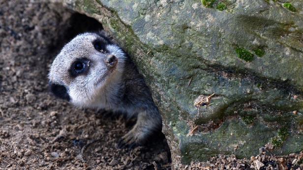 Jedes Erdmännchen zählt: Alljährlich findet Anfang Jänner im eine Bestandsaufnahme statt, eine Volkszählung für die tierischen Bewohner quasi.