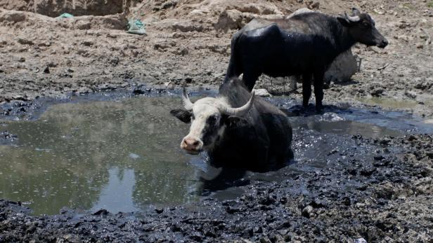 Wasserbüffel litten diesen Sommer unter extremer Dürre im Irak.