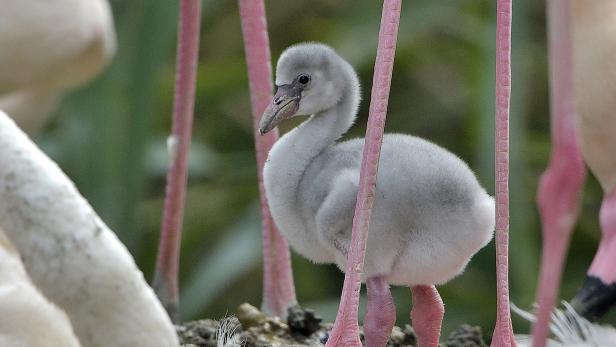 Flamingo-Babys im Tiergarten Schönbrunn