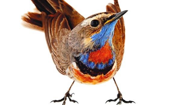 Zwei neue Bücher: Wieso berühren uns Vögel so sehr?