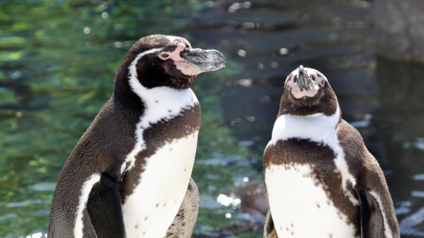 Humboldt-Pinguine (Symbolbild) sind eine bedrohte Art 