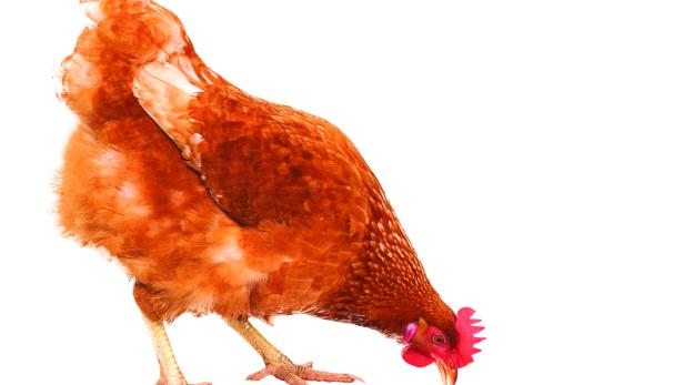 Nicht nur ein Huhn soll in Valentin gehalten werden, sondern knapp 40.000