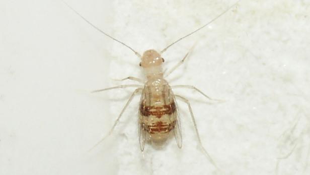 Staublaus (Psocoptera) fotografiert an einer Badezimmerwand.