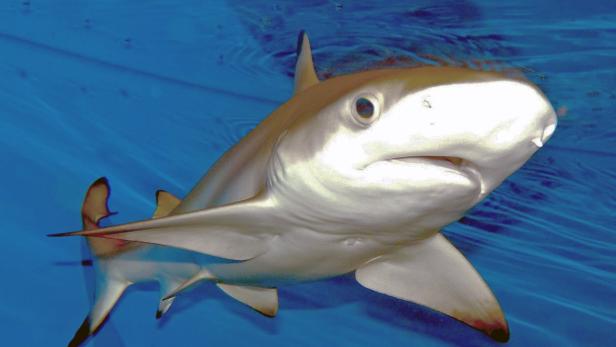 Haus des Meeres: "Sensationelle Haigeburt" vor Besuchern