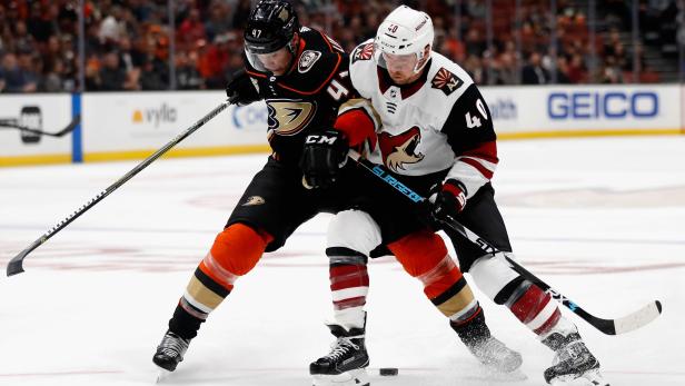 Zwei Eishockeyspieler kämpfen um den Puck während eines Spiels zwischen den Arizona Coyotes und den Anaheim Ducks.