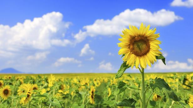 Sonnenblumen werden bis zu drei Meter hoch.