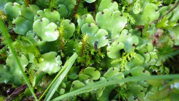 Liverwort plants growing on a water spring
