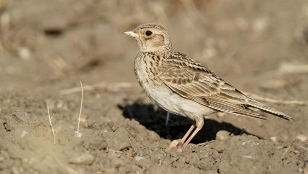 Die Feldlerche kommt von Nordwest-Afrika bis nach Japan vor, der in milden Wintern in Mitteleuropa bleibt. Der Fluggesang beginnt mit einem langgezogenen &quot;trieh&quot;, gefolgt von einem Gesang aus Trillern, Stakkatos und Vogelstimmenimtationen, der oft eine Stunde dauern kann.