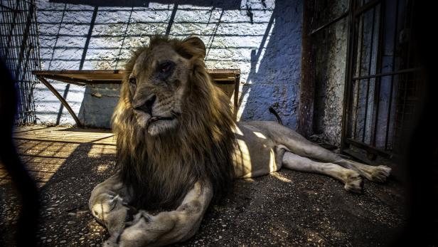 Europas schlimmster Zoo: Vernachlässigte Tiere sollen gerettet werden