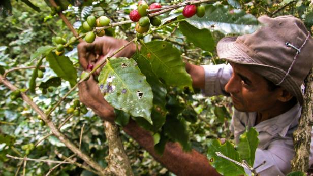 (FILES) This file photo taken on July 26, 2010 shows a Cuban worker picking coffee beans at a plantation on the Sierra Maestra Mountains, in the eastern province of Santiago de Cuba, on July 26, 2010. \r Nestle announced on June 20, 2016 it will reintroduce Cuban coffee to the US for the first time in more than 50 years following the easing of United States sanctions on Cuba. The Swiss food giant plans to sell Cuban coffee under its individual-capsule Nespresso brand, initially as a limited edition, starting in several months. \r / AFP PHOTO / STR