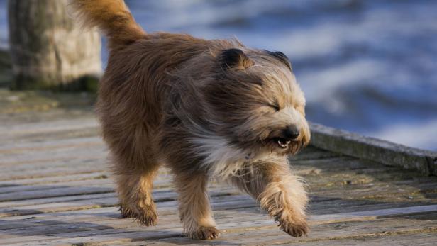 Ein zotteliger Hund rennt auf einem Holzsteg am Wasser entlang.