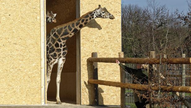 Vergangenen Winter sind sie umgezogen, schnell haben sich die Giraffen im Tiergarten Schönbrunn an ihr neues Quartier gewöhnt. Als erster sollte Kimbar mit der Außenanlage vertraut werden und den Weibchen vermitteln, dass dort alles in Ordnung ist.