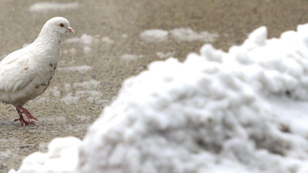 Eine weiße Taube steht neben einem Schneehaufen auf einer Straße.