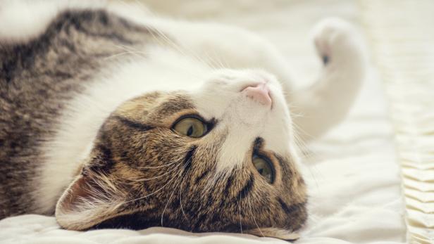 Haustiere im Bett: Das sollte man wissen