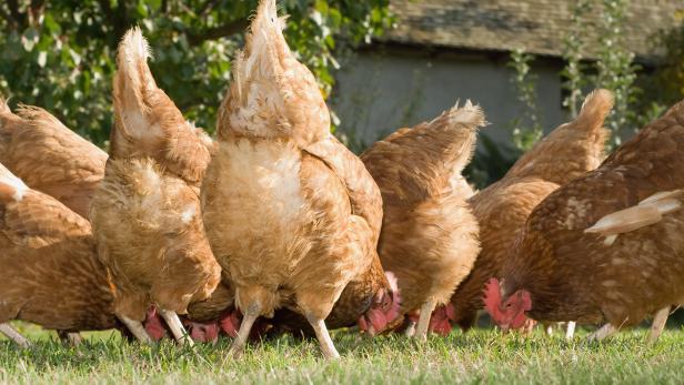 Hens in the farm