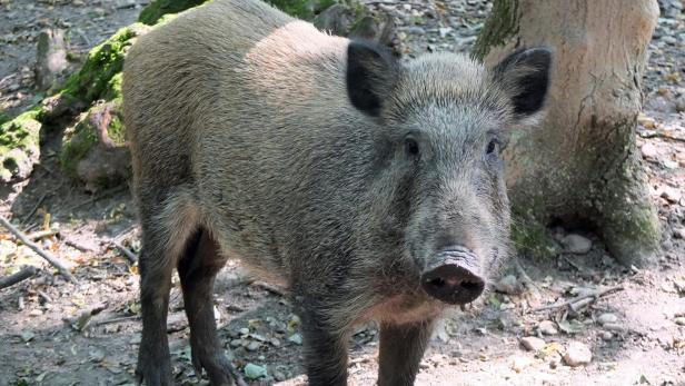 Tipps und Tricks für Reh, Hirsch, Wildschwein