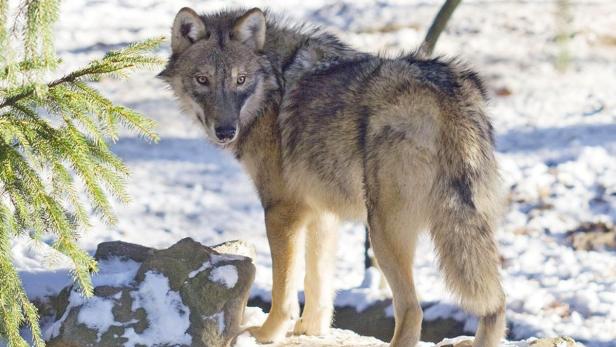 Grauwolf „Fritzi“ ist aus dem obersteirischen Tierpark „Wilder Berg Mautern“ entwischt.