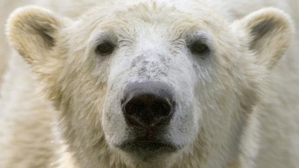 Nahaufnahme vom Gesicht eines Eisbären.