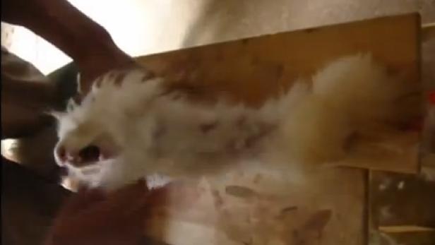 Eine Person bearbeitet das Fell eines Tieres auf einem Holzbrett.