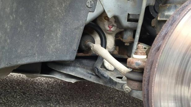 Katze war zwischen Fahrgestell und Motorraum hängen geblieben