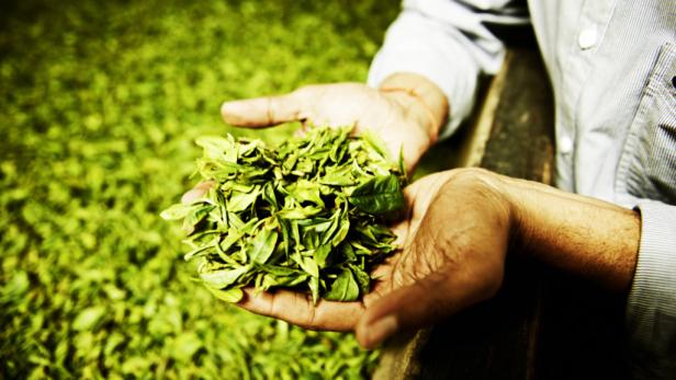 Erstmals gibt es Hinweise darauf, dass Extrakte des grünen Tees die Gedächtnisleistung positiv beeinflussen, so eine Studie der Universität Basel. Möglicherweise könnte dies ein neuer Ansatz für die Therapie von Demenzerkrankungen sein.