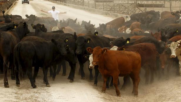 Argentinien: Ein Land verfällt dem Rinder-Wahn