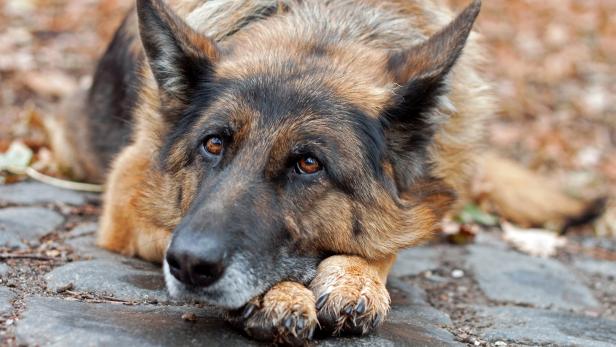 Hundebesitzer: Die übertriebene Angst vor Giftködern