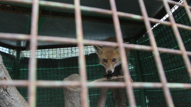 Verwahrloste Wildtiere aus Zoo in Albanien gerettet