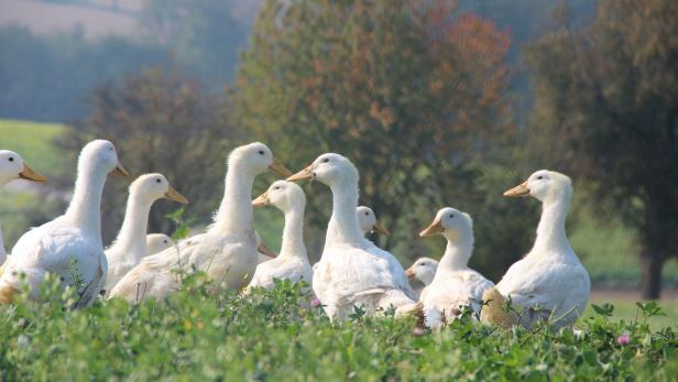 Höhere Preise für artgerechte Tierhaltung: Ente gut, alles gut