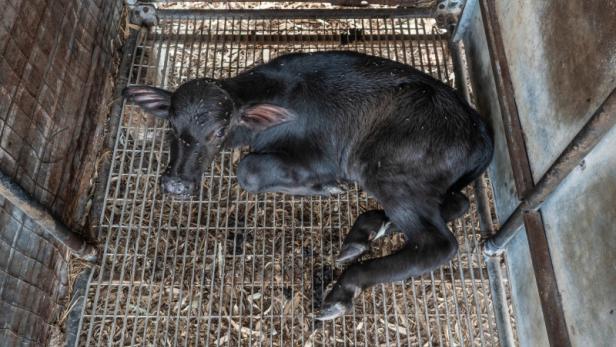 Die Tierschutzorganisation Vier Pfoten kritisiert Missstände in Italiens Mozzarella-Farmen.