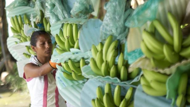 Ecuador: Bananenbauern protestieren gegen Aldi-Preissenkungsplan