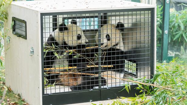 Abschied: Schönbrunns Panda-Zwillinge reisen nach China