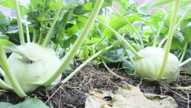 Damit es nicht innerhalb kurzer Zeit nach Kraut und Rüben ausschaut und sich die Beet-Nachbarn beschweren, heißt es grundlegende Garten-Regeln zu beachten.