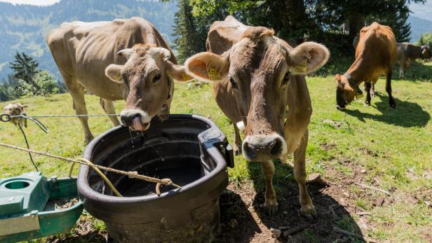 Auslaufpflicht für Kühe sorgt für Aufregung bei Bio-Milchbauern