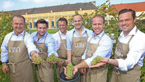 Über eine gute Qualität und relativ wenig Fäulnis-Probleme freuen sich Wiens Top-Weinproduzenten.