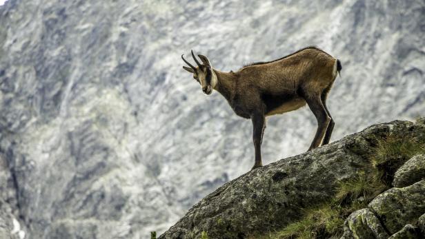 Wild goat (chamois)