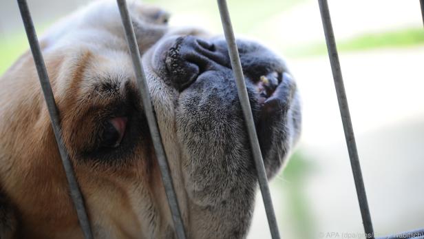 Atemnot, Röcheln oder Schnarchen: Auch Englische Bulldoggen sind überzüchtet