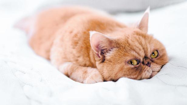 Tiercoach: Wenn die Bauchspeicheldrüse der Katze streikt