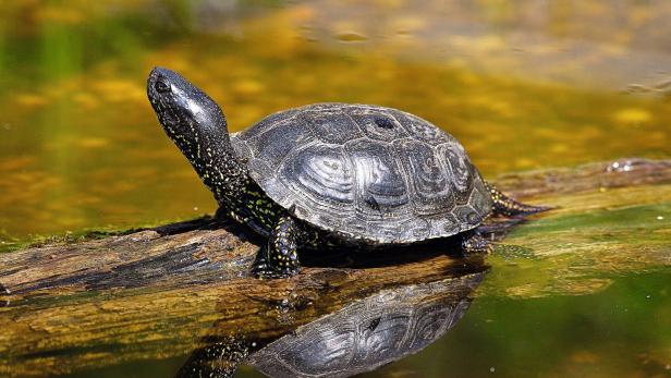 Nationalpark Donau-Auen: Zu Besuch in der Heimat der Sumpfschildkröte