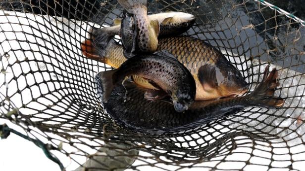 Mehrere Fische liegen in einem schwarzen Fischernetz.