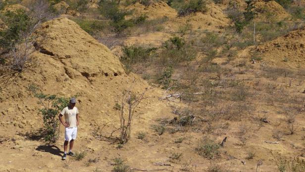 Termitenhügel in Brasilien überdauern Jahrtausende