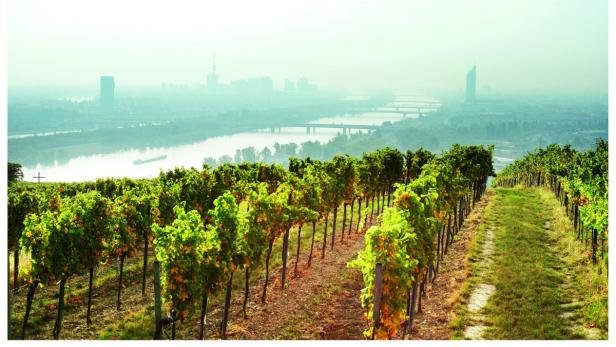 Austria / Vienna / Weinberge in der naehe des roten Hauses @Philipp Horak fuer Mayer am Pfarrplatz