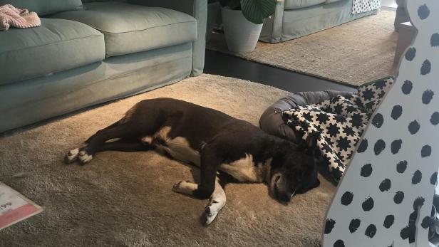Unwetter in Italien: Ikea lässt Hunde in Filiale schlafen