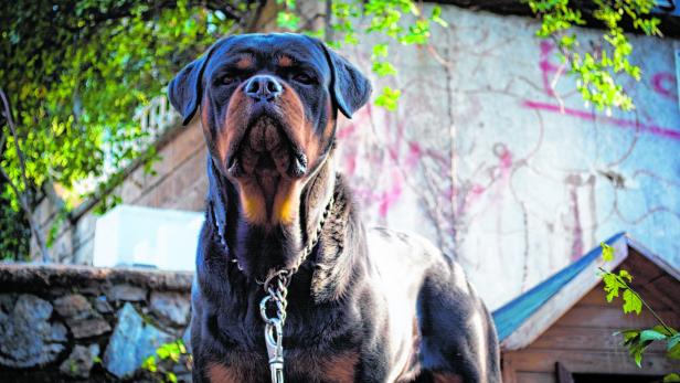 Nach Beschwerde: Volksanwalt fordert Hunderegister