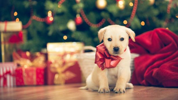Der Weihnachtshund: Was man wissen sollte, BEVOR man sich einen Hund zulegt