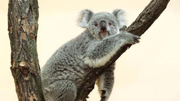 Bunji ist da: Neuer Koala im Tiergarten Schönbrunn