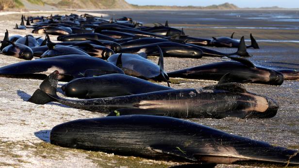 145 sterbende Wale: "Ich werde niemals ihre Schreie vergessen"
