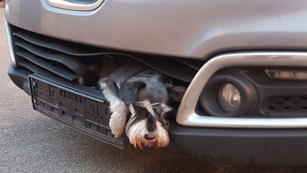 Kleiner Hund steckte nach Unfall ganzen Tag in Kühlergrill fest