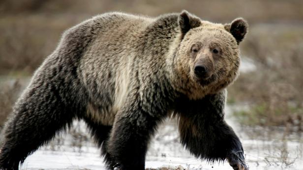 Mutter und Baby in kanadischer Wildnis von Grizzlybär getötet