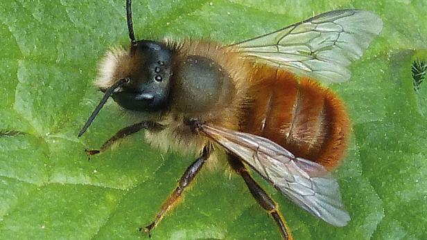Die Rostrote Mauerbiene ist das Insekt des Jahres 2019